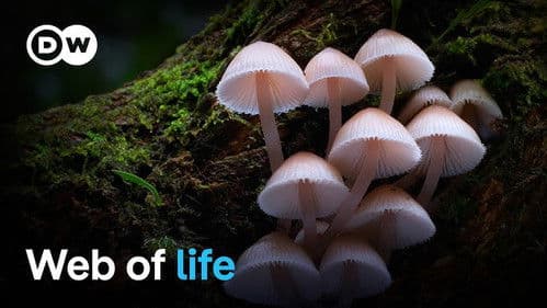 The wonderful world of fungi