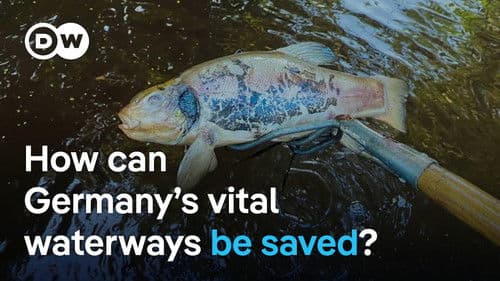 Germany’s rivers are dying - Pollution, extinction and the fight for clean water