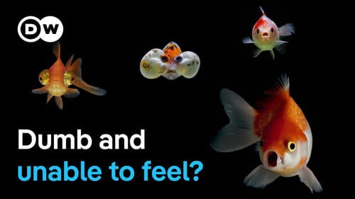 Are fish smarter than we thought?