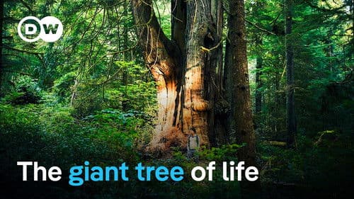 Life in Canada's Great Bear Rainforest