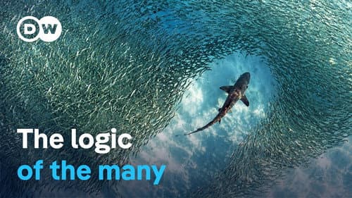 From bees to robots: The new power of swarm intelligence